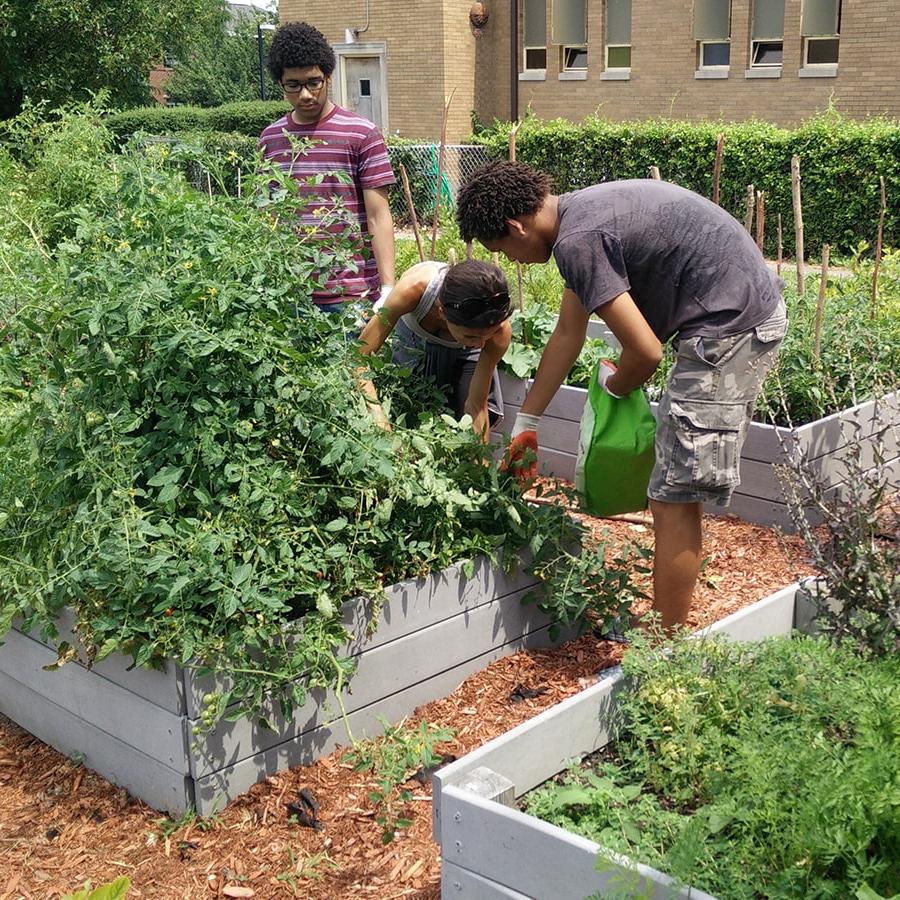 Three students assist in a community garden near campus.